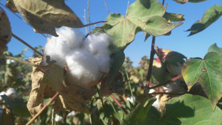 Balance fitosanitario de la campaña del algodón en Andalucía