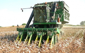 El Ministerio de Agricultura publica la orden para el pago específico al cultivo del algodón