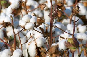 La Junta reduce el rendimiento mínimo exigido al algodón para poder cobrar ayudas de la PAC