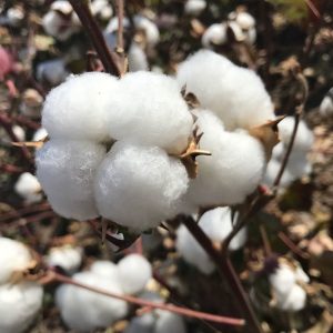 Pago específico del cultivo del algodón en la campaña 2022