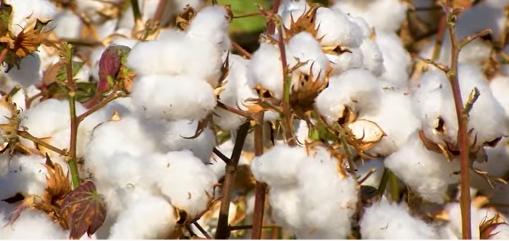 VÍDEO: Perspectivas para la campaña de algodón