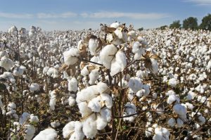 La Orden de Reducción de Módulos 2022 recoge rebajas fiscales para el algodón en algunos municipios andaluces