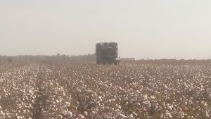 VÍDEO: Recolección del algodón en Andalucía