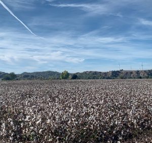 Se publican los rendimientos de algodón para la campaña 2023-2024