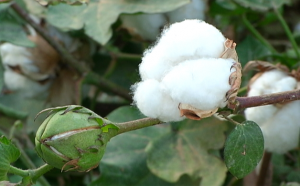 El Ministerio de Agricultura inicia la audiencia pública de la orden sobre el pago específico al cultivo del algodón
