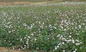 El ensayo de la Junta avala la rentabilidad y eficiencia del algodón ecológico en Andalucía