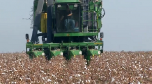 El Ministerio de Agricultura publica la orden para el pago específico al cultivo del algodón, que asciende a 59,5 millones de euros