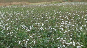 La Junta de Andalucía estima el aforo de producción de algodón en un 58,8 % menos que la media de las últimas tres campañas