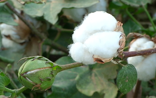 El Ministerio de Agricultura inicia el procedimiento de consulta pública para actualizar la normativa sobre el pago específico al cultivo del algodón