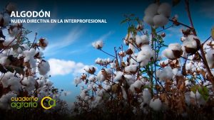 VÍDEO: Nueva directiva en la Interprofesional del Algodón (Espalgodón)