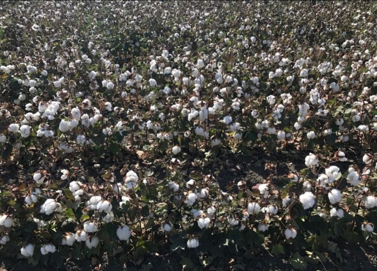 La Junta abona más de 10,6M€ en ayudas al cultivo sostenible del algodón y la remolacha en Andalucía